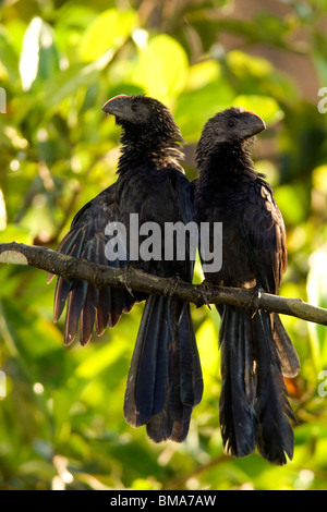 Glatt-billed Ani - Yasuni-Nationalpark - Provinz Napo, Ecuador Stockfoto