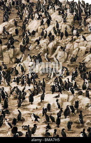 Shag Kolonie - Ushuaia, Argentinien Stockfoto