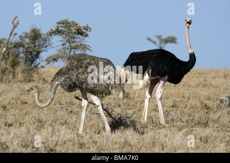 Strauß paar - El Karama Ranch - Laikipia District, Kenia Stockfoto