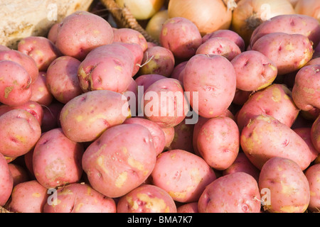 Die Trauben der roten Kartoffeln am Bauernmarkt, Nahaufnahme Stockfoto