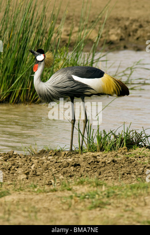 Gray gekrönt Kran - Masai Mara National Reserve, Kenia Stockfoto