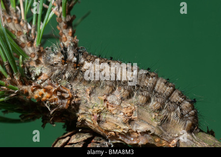 Kiefer Ohrengeier, Kiefer Moth (Dendrolimus Pini). Caterpillar gut getarnt auf einem Kiefer-Zweig. Stockfoto