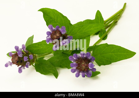 Gemeinsame Selfheal (Prunella Vulgaris), blühende Stiele, Studio Bild. Stockfoto