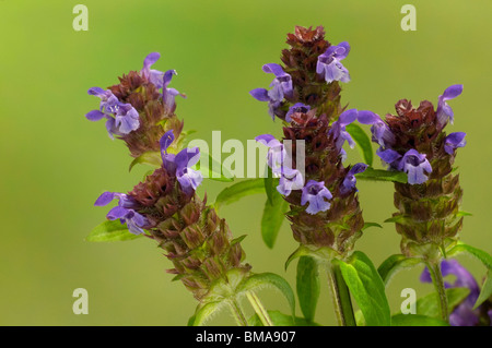 Gemeinsame Selfheal (Prunella Vulgaris), blühende Stiele. Stockfoto