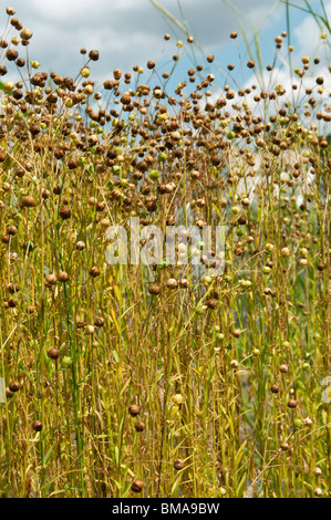 Gemeinsame Flachs, Leinsamen (Linum Usitatissimum), Pflanzen mit reifen Samen Kapseln. Stockfoto