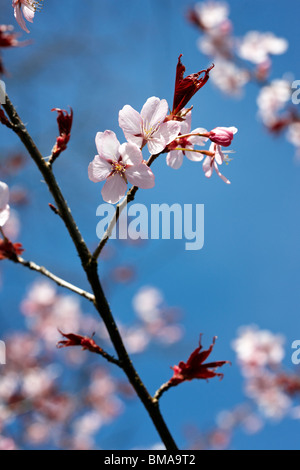 Prunus Sargentii - Kirschblüte UK Stockfoto