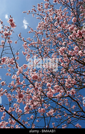 Prunus Sargentii - Kirschblüte UK Stockfoto