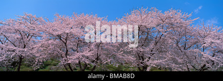 Kirschblüten, Oyama, Sunto, Shizuoka, Japan Stockfoto