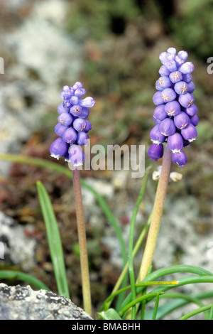 Kleine Trauben Hyazinthe, gemeinsame Traube Hyazinth (Muscari Botryoides), blühend. Stockfoto