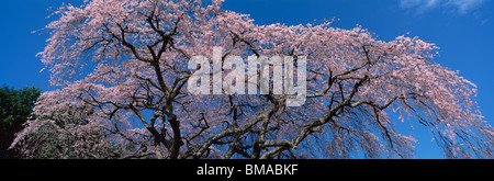 Kirschblüten, Makioka, Yamanashi, Yamanashi, Japan Stockfoto