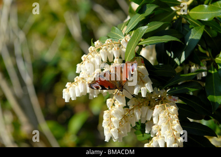 Tagpfauenauge Nymphalids Inachis Io auf einem Pieris oder Wald Flamme in einen Bauerngarten Stockfoto