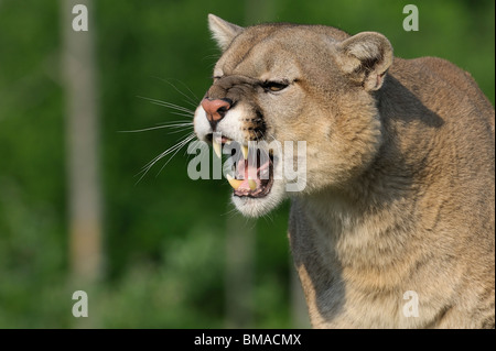 Porträt von Mountain Lion, Minnesota, USA Stockfoto