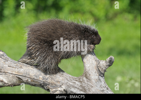Nordamerikanische Stachelschwein, Minnesota, USA Stockfoto