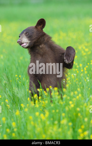 Schwarzer Bär in Wiese, Minnesota, USA Stockfoto