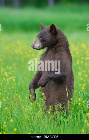 Schwarzer Bär in Wiese, Minnesota, USA Stockfoto