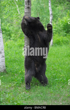 Schwarzer Bär im Wald, Minnesota, USA Stockfoto