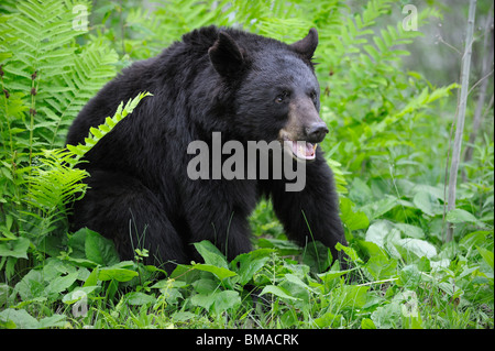 Schwarzer Bär in Wiese, Minnesota, USA Stockfoto