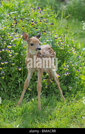 Junge White Tailed Deer, Minnesota, USA Stockfoto