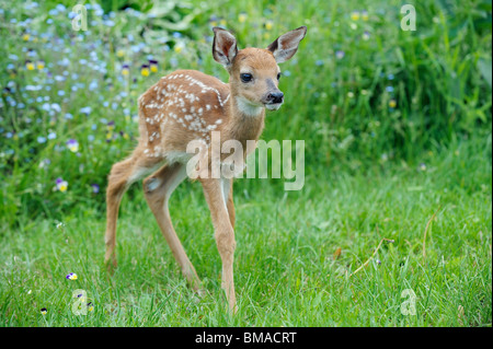 Junge White Tailed Deer, Minnesota, USA Stockfoto