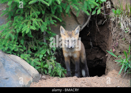 Porträt des amerikanischen Rotfuchs, Minnesota, USA Stockfoto