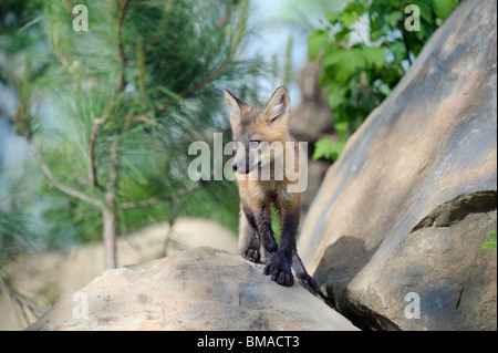 Junge amerikanische Rotfuchs, Minnesota, USA Stockfoto