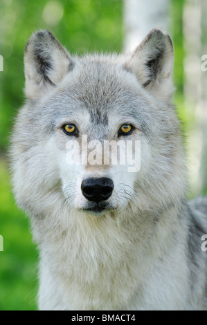 Porträt von Timberwolf, Minnesota, USA Stockfoto