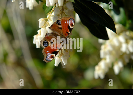 Tagpfauenauge Nymphalids Inachis Io auf einem Pieris oder Wald Flamme in einen Bauerngarten Stockfoto