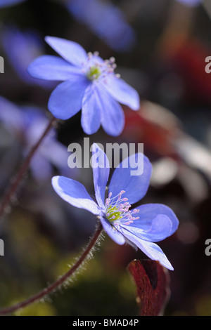 Nahaufnahme der Hepaticas Blumen, Salzkammergut, Oberösterreich, Österreich Stockfoto