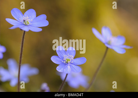 Nahaufnahme der Hepaticas Blumen, Salzkammergut, Oberösterreich, Österreich Stockfoto