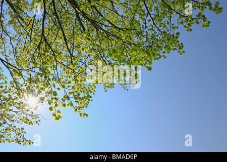 Buche im Frühling, Mostviertel, Niederösterreich, Österreich Stockfoto