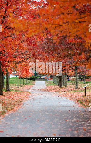 Bäumen gesäumten Weg im Herbst Stockfoto