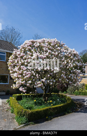 Ein Prachtexemplar Magnolie blüht in einem kleinen Vorgarten in England Stockfoto