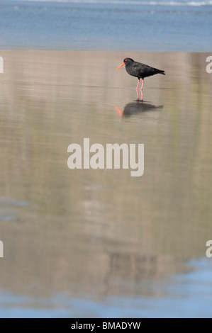 Vogel, Südinsel, Neuseeland Stockfoto