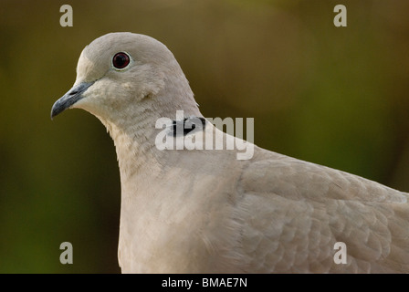 Eurasian Collared Dove (Streptopelia Decaocto) Stockfoto