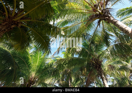 Nahaufnahme von Palm Mantanzas Bäume, Varadero, Kuba Stockfoto