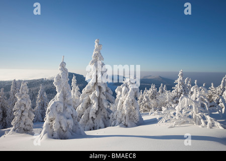 Schneebedeckten Fichten, Grosser Arber Berg, Böhmerwald, Bayern, Deutschland Stockfoto