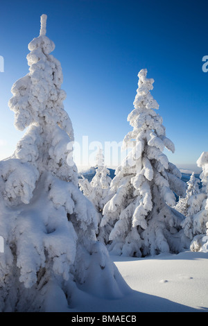 Schneebedeckten Fichten, Grosser Arber Berg, Böhmerwald, Bayern, Deutschland Stockfoto