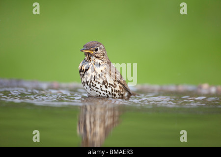 Singdrossel Turdus Philomelos mit nassen Gefieder in ein Wasserbecken Baden Stockfoto