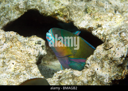 Rostige Papageifisch (Scarus Ferrugineus), Coral Reef, Rotes Meer, Ägypten. Stockfoto