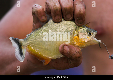 WEIßE PIRANHA (Serrasalmus Rhombeus) statt von Fischer, Los Llanos, Venezuela. Stockfoto