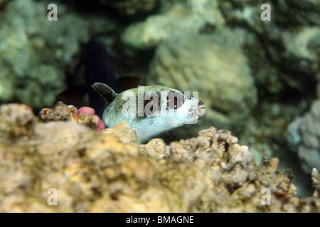 Maskierte Kugelfische im Roten Meer, Ägypten. Stockfoto