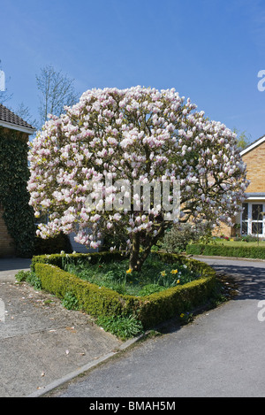 Ein prächtiger Form Magnolie Baum Blüte in einem kleinen englischen Garten Stockfoto