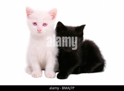 Zwei Kätzchen isoliert auf weißem Hintergrund Stockfoto
