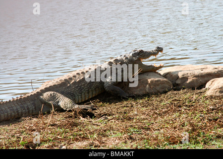 Mugger-Krokodil am Rand Wassers im Ranthambore Nationalpark Stockfoto