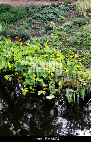 CALTHA. MARSH MARIGOLD. SUMPFDOTTERBLUMEN. Stockfoto