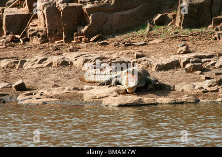 Mugger-Krokodil am Rand Wassers im Ranthambore Nationalpark Stockfoto