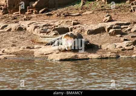 Mugger-Krokodil auf dem Wasser Edgewith seinen Mund Gapingopen im Ranthambore Nationalpark Stockfoto