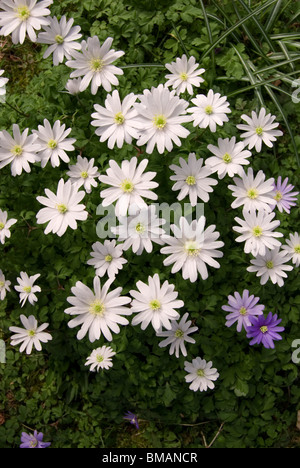 Anemonen.  Anemone coronaria Stockfoto