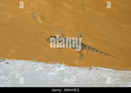 Yellow bellied Haus Gecko (Hemidactylus Flaviviridis) an einer Wand in Kanha, Madhya Pradesh, Indien Stockfoto