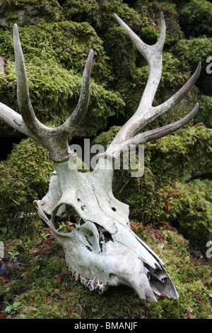 Red Deer Schädel Cervus Elaphus Taken in Cumbria, UK Stockfoto